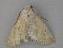  ( - BC ZSM Lep 19802)  @12 [ ] CreativeCommons - Attribution Non-Commercial Share-Alike (2010) Unspecified SNSB, Zoologische Staatssammlung Muenchen