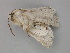  ( - BC ZSM Lep 19817)  @12 [ ] CreativeCommons - Attribution Non-Commercial Share-Alike (2010) Unspecified SNSB, Zoologische Staatssammlung Muenchen