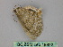  ( - BC ZSM Lep 19822)  @12 [ ] CreativeCommons - Attribution Non-Commercial Share-Alike (2010) Unspecified SNSB, Zoologische Staatssammlung Muenchen