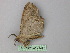  ( - BC ZSM Lep 26287)  @13 [ ] CreativeCommons - Attribution Non-Commercial Share-Alike (2010) Unspecified SNSB, Zoologische Staatssammlung Muenchen