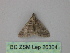 ( - BC ZSM Lep 26304)  @12 [ ] CreativeCommons - Attribution Non-Commercial Share-Alike (2010) Unspecified SNSB, Zoologische Staatssammlung Muenchen