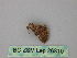  ( - BC ZSM Lep 26310)  @12 [ ] CreativeCommons - Attribution Non-Commercial Share-Alike (2010) Unspecified SNSB, Zoologische Staatssammlung Muenchen