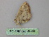  ( - BC ZSM Lep 26341)  @12 [ ] CreativeCommons - Attribution Non-Commercial Share-Alike (2010) Unspecified SNSB, Zoologische Staatssammlung Muenchen