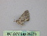 ( - BC ZSM Lep 26370)  @12 [ ] CreativeCommons - Attribution Non-Commercial Share-Alike (2010) Unspecified SNSB, Zoologische Staatssammlung Muenchen