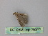  ( - BC ZSM Lep 26377)  @12 [ ] CreativeCommons - Attribution Non-Commercial Share-Alike (2010) Unspecified SNSB, Zoologische Staatssammlung Muenchen