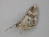  ( - BC ZSM Lep 26386)  @12 [ ] CreativeCommons - Attribution Non-Commercial Share-Alike (2010) Unspecified SNSB, Zoologische Staatssammlung Muenchen