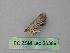  ( - BC ZSM Lep 26389)  @12 [ ] CreativeCommons - Attribution Non-Commercial Share-Alike (2010) Unspecified SNSB, Zoologische Staatssammlung Muenchen