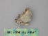  (Dichromodes AH07Au - BC ZSM Lep 26391)  @13 [ ] CreativeCommons - Attribution Non-Commercial Share-Alike (2010) Unspecified SNSB, Zoologische Staatssammlung Muenchen