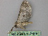  ( - BC ZSM Lep 26394)  @12 [ ] CreativeCommons - Attribution Non-Commercial Share-Alike (2010) Unspecified SNSB, Zoologische Staatssammlung Muenchen