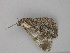  ( - BC ZSM Lep 26402)  @12 [ ] CreativeCommons - Attribution Non-Commercial Share-Alike (2010) Unspecified SNSB, Zoologische Staatssammlung Muenchen