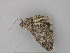  ( - BC ZSM Lep 26403)  @12 [ ] CreativeCommons - Attribution Non-Commercial Share-Alike (2010) Unspecified SNSB, Zoologische Staatssammlung Muenchen