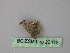  ( - BC ZSM Lep 26413)  @11 [ ] CreativeCommons - Attribution Non-Commercial Share-Alike (2010) Unspecified SNSB, Zoologische Staatssammlung Muenchen