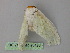  ( - BC ZSM Lep 26423)  @13 [ ] CreativeCommons - Attribution Non-Commercial Share-Alike (2010) Unspecified SNSB, Zoologische Staatssammlung Muenchen