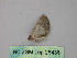  (Dichromodes AH10Au - BC ZSM Lep 26436)  @12 [ ] CreativeCommons - Attribution Non-Commercial Share-Alike (2010) Unspecified SNSB, Zoologische Staatssammlung Muenchen