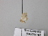  ( - BC ZSM Lep 26455)  @12 [ ] CreativeCommons - Attribution Non-Commercial Share-Alike (2010) Unspecified SNSB, Zoologische Staatssammlung Muenchen