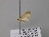  ( - BC ZSM Lep 26456)  @12 [ ] CreativeCommons - Attribution Non-Commercial Share-Alike (2010) Unspecified SNSB, Zoologische Staatssammlung Muenchen