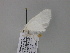  ( - BC ZSM Lep 27605)  @12 [ ] CreativeCommons - Attribution Non-Commercial Share-Alike (2010) Unspecified SNSB, Zoologische Staatssammlung Muenchen