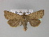  (Lasionycta imbecilla - BC ZSM Lep 27641)  @13 [ ] CreativeCommons - Attribution Non-Commercial Share-Alike (2010) Unspecified SNSB, Zoologische Staatssammlung Muenchen