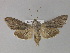  ( - BC ZSM Lep 27645)  @14 [ ] CreativeCommons - Attribution Non-Commercial Share-Alike (2010) Unspecified SNSB, Zoologische Staatssammlung Muenchen