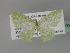  (Comostola AH01Tz - BC ZSM Lep 27670)  @13 [ ] CreativeCommons - Attribution Non-Commercial Share-Alike (2010) Unspecified SNSB, Zoologische Staatssammlung Muenchen