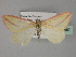 ( - BC ZSM Lep 27680)  @13 [ ] CreativeCommons - Attribution Non-Commercial Share-Alike (2010) Unspecified SNSB, Zoologische Staatssammlung Muenchen