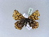  ( - BC ZSM Lep 30486)  @13 [ ] CreativeCommons - Attribution Non-Commercial Share-Alike (2010) Unspecified SNSB, Zoologische Staatssammlung Muenchen