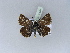  (Spialia orbifer hilaris - BC ZSM Lep 30505)  @13 [ ] CreativeCommons - Attribution Non-Commercial Share-Alike (2010) Unspecified SNSB, Zoologische Staatssammlung Muenchen
