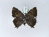  ( - BC ZSM Lep 30514)  @13 [ ] CreativeCommons - Attribution Non-Commercial Share-Alike (2010) Unspecified SNSB, Zoologische Staatssammlung Muenchen