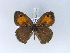  ( - BC ZSM Lep 30518)  @12 [ ] CreativeCommons - Attribution Non-Commercial Share-Alike (2010) Unspecified SNSB, Zoologische Staatssammlung Muenchen