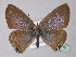  ( - BC ZSM Lep 32296)  @14 [ ] CreativeCommons - Attribution Non-Commercial Share-Alike (2010) Unspecified SNSB, Zoologische Staatssammlung Muenchen
