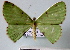 ( - BC ZSM Lep 30560)  @12 [ ] Copyright (2010) Unspecified SNSB, Zoologische Staatssammlung Muenchen