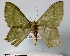  ( - BC ZSM Lep 30561)  @13 [ ] Copyright (2010) Unspecified SNSB, Zoologische Staatssammlung Muenchen