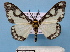  (Hyposidra MS02 - BC ZSM Lep 30598)  @14 [ ] Copyright (2010) Unspecified SNSB, Zoologische Staatssammlung Muenchen