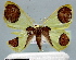  ( - BC ZSM Lep 30607)  @13 [ ] Copyright (2010) Unspecified SNSB, Zoologische Staatssammlung Muenchen