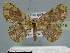  (Anisodes - BC ZSM Lep 30619)  @14 [ ] Copyright (2010) Unspecified SNSB, Zoologische Staatssammlung Muenchen