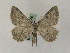  ( - BC PG Lep 0006)  @12 [ ] Copyright (2010) Unspecified Research Collection of Gergely Petranyi
