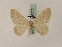  ( - BC PG Lep 0022)  @12 [ ] Copyright (2010) Unspecified Research Collection of Gergely Petranyi