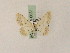  (Scopuloides origalis - BC PG Lep 0031)  @14 [ ] Copyright (2010) Unspecified Research Collection of Gergely Petranyi