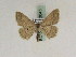  ( - BC PG Lep 0045)  @14 [ ] Copyright (2010) Unspecified Research Collection of Gergely Petranyi