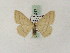  ( - BC PG Lep 0047)  @13 [ ] Copyright (2010) Unspecified Research Collection of Gergely Petranyi