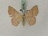  ( - BC PG Lep 0056)  @13 [ ] Copyright (2010) Unspecified Research Collection of Gergely Petranyi
