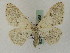  (Somatina wiltshirei - BC PG Lep 0058)  @14 [ ] Copyright (2010) Unspecified Research Collection of Gergely Petranyi