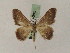  ( - BC PG Lep 0082)  @13 [ ] Copyright (2010) Unspecified Research Collection of Gergely Petranyi