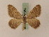  ( - BC PG Lep 0084)  @12 [ ] Copyright (2010) Unspecified Research Collection of Gergely Petranyi