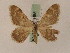  ( - BC PG Lep 0085)  @12 [ ] Copyright (2010) Unspecified Research Collection of Gergely Petranyi