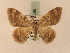 ( - BC PG Lep 0086)  @13 [ ] Copyright (2010) Unspecified Research Collection of Gergely Petranyi