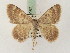  ( - BC PG Lep 0087)  @13 [ ] Copyright (2010) Unspecified Research Collection of Gergely Petranyi