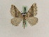  ( - BC PG Lep 0095)  @13 [ ] Copyright (2010) Unspecified Research Collection of Gergely Petranyi