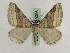  ( - BC PG Lep 0096)  @14 [ ] Copyright (2010) Unspecified Research Collection of Gergely Petranyi