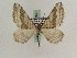  ( - BC PG Lep 0098)  @13 [ ] Copyright (2010) Unspecified Research Collection of Gergely Petranyi